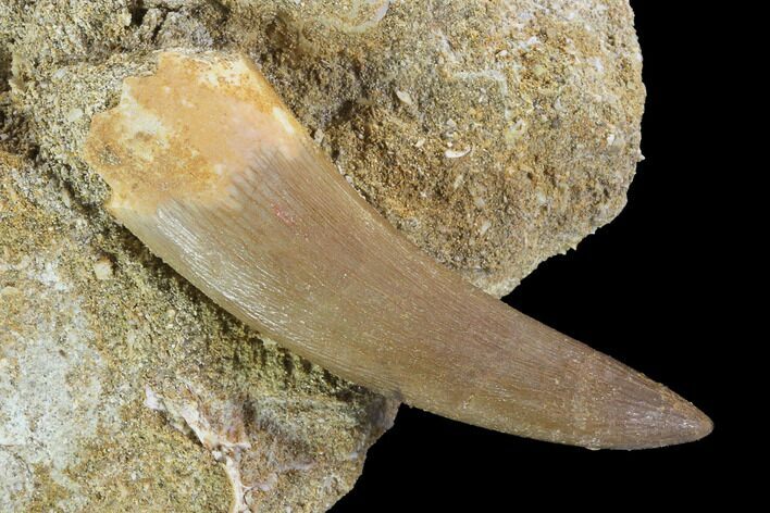 Fossil Plesiosaur (Zarafasaura) Tooth In Rock - Morocco #95086